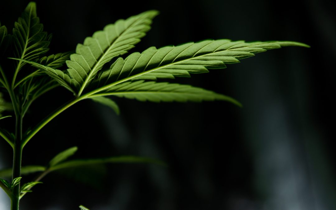 Cannabis: quando un semplice riferimento può essere fuorviante